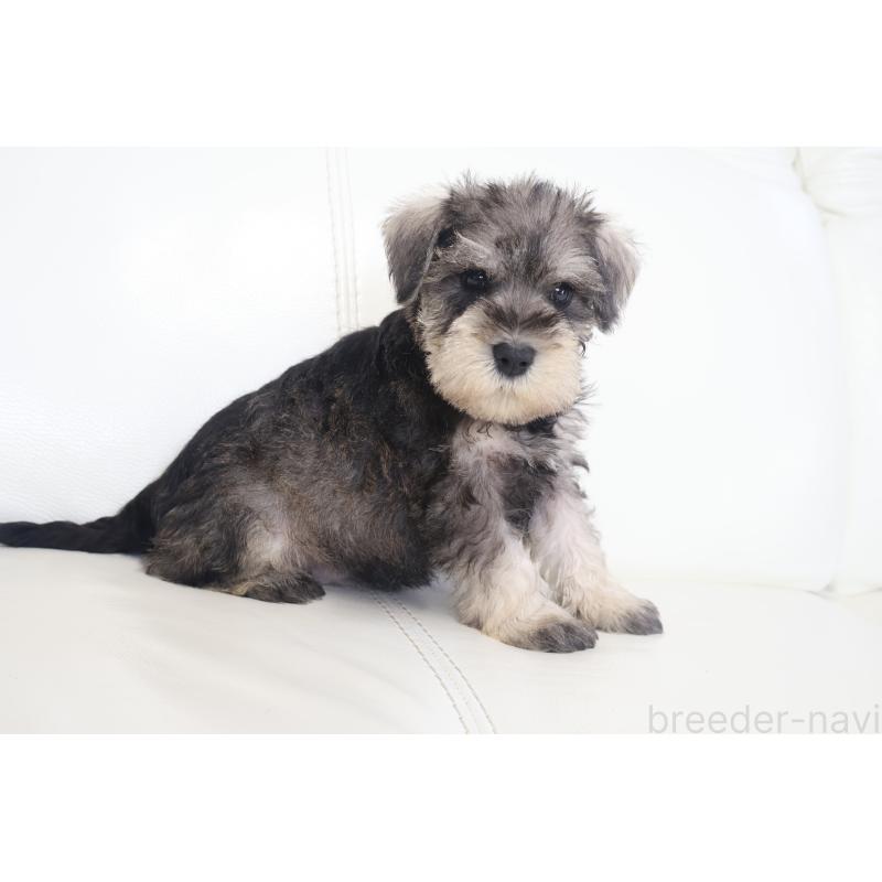 販売中の新潟県のミックス犬-431591の7枚目