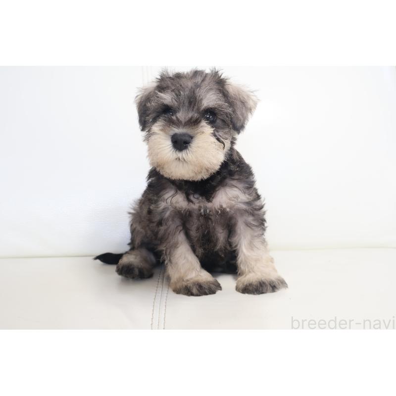 販売中の新潟県のミックス犬-431591の6枚目