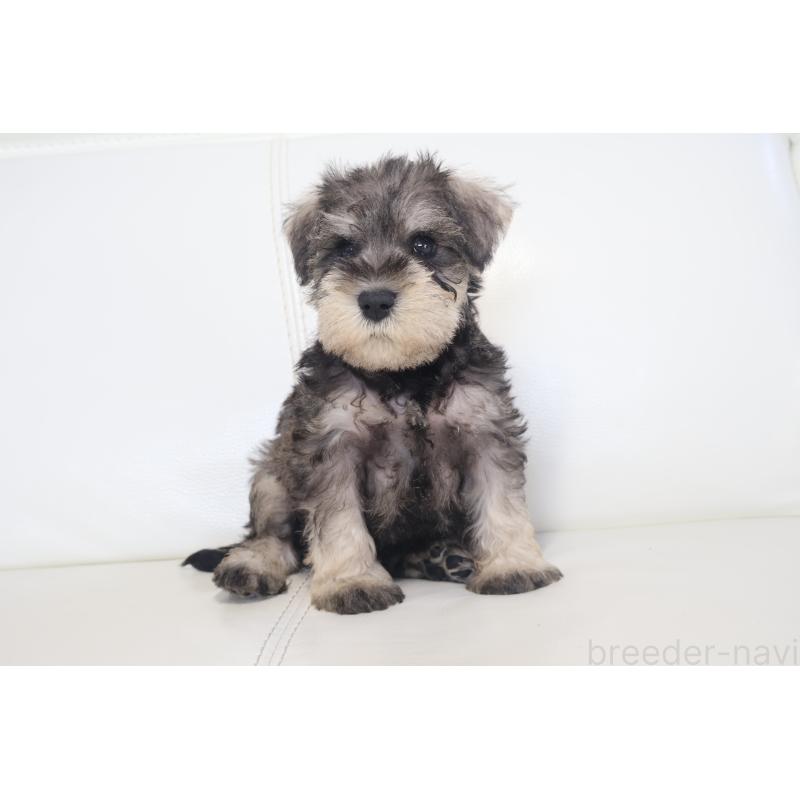 販売中の新潟県のミックス犬-431591の5枚目