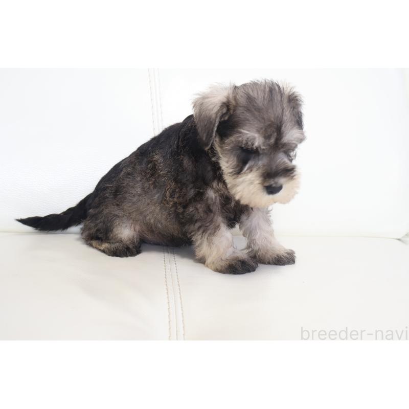 販売中の新潟県のミックス犬-431591の2枚目