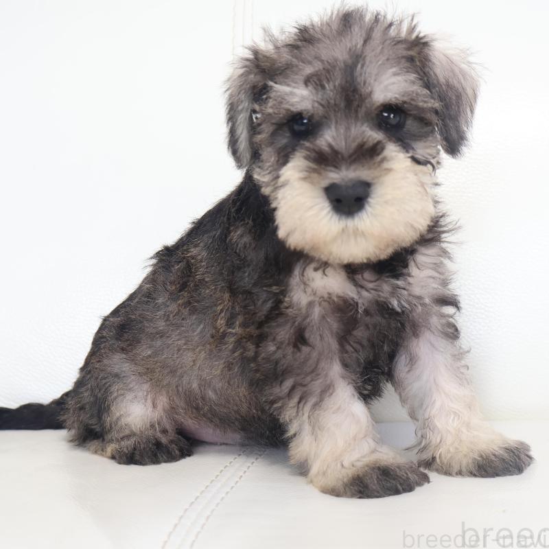 販売中の新潟県のミックス犬-431591の1枚目