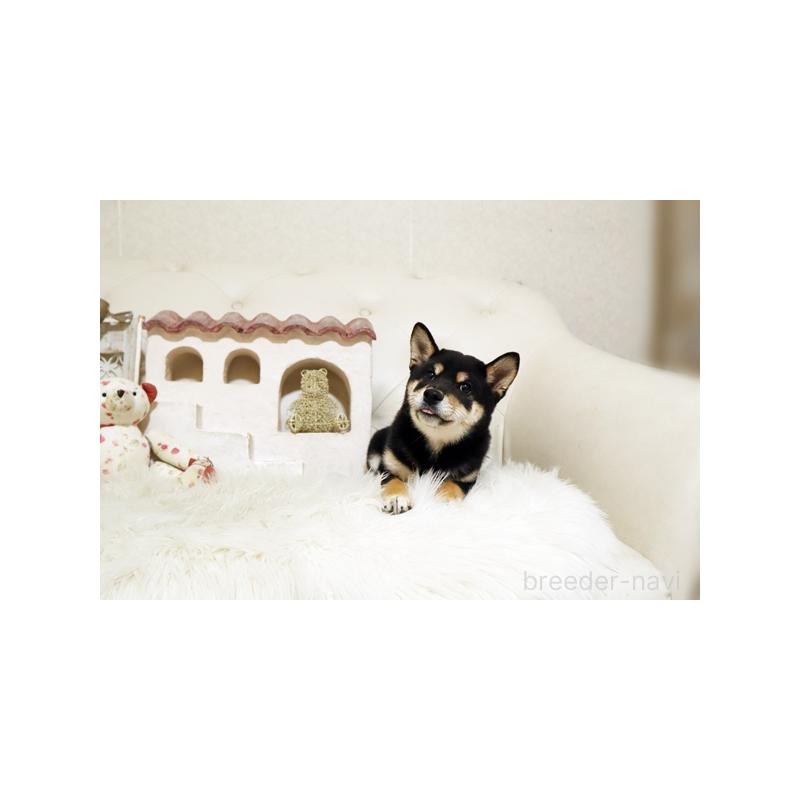 成約済の佐賀県の豆柴-419475の3枚目