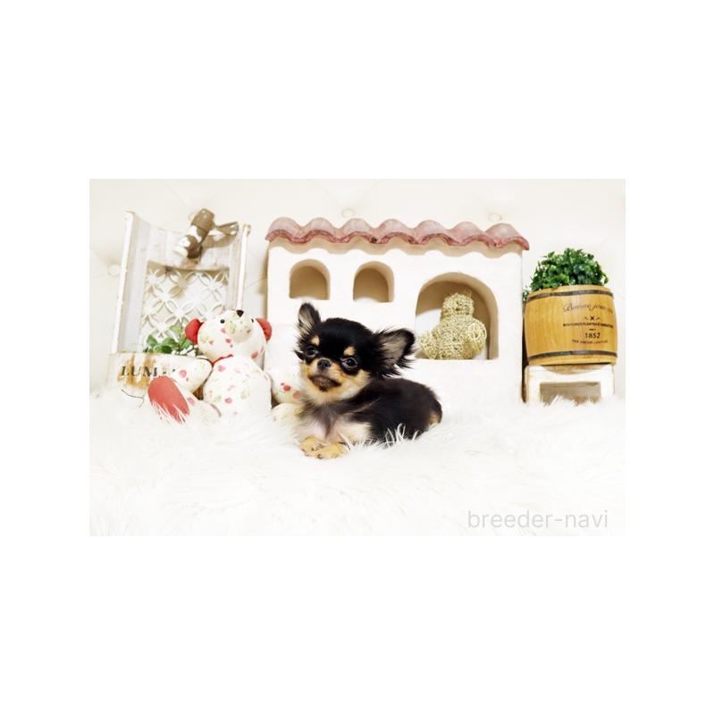 販売中の佐賀県のチワワ(ロングコート)-425015の5枚目