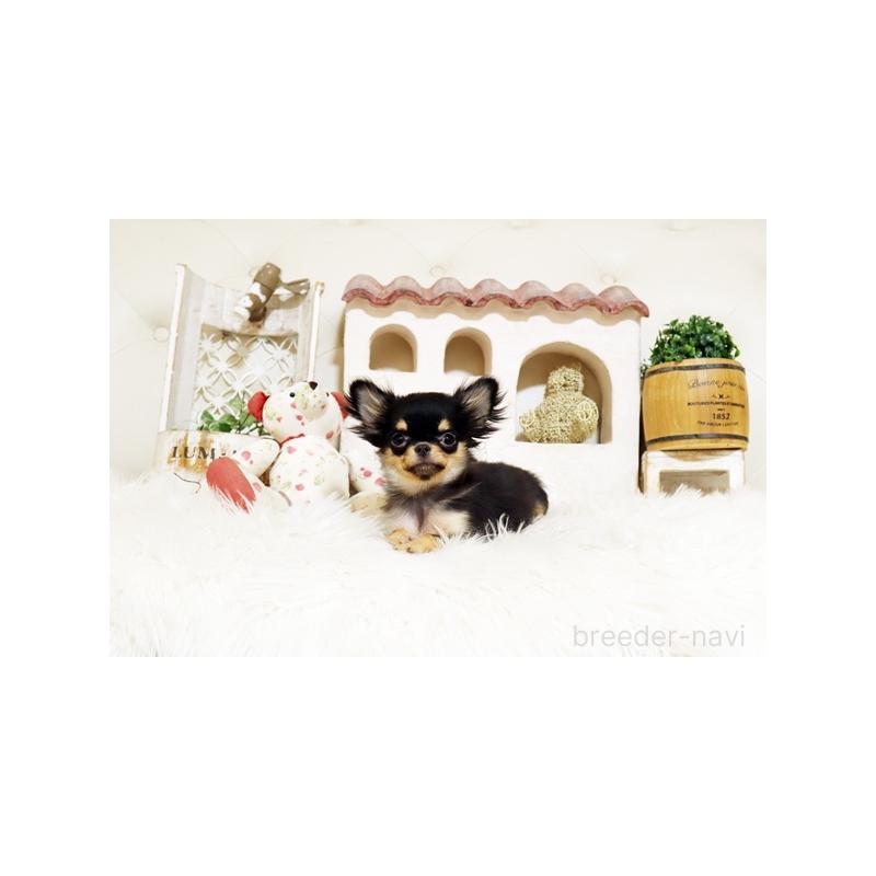 販売中の佐賀県のチワワ(ロングコート)-425015の4枚目