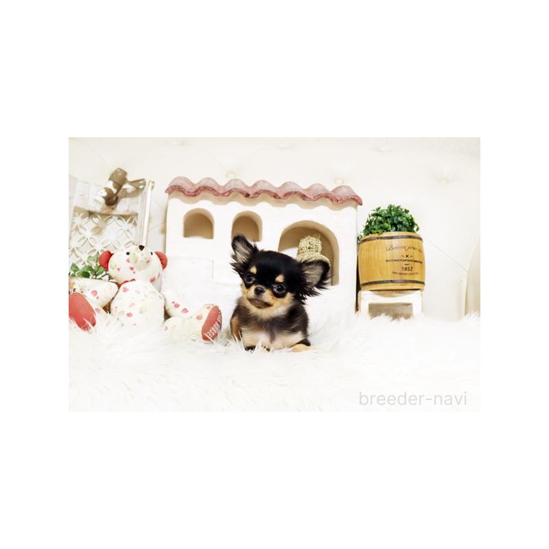 販売中の佐賀県のチワワ(ロングコート)-425015の3枚目