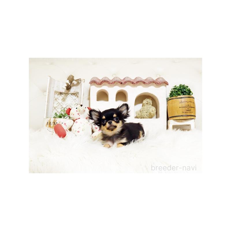 販売中の佐賀県のチワワ(ロングコート)-425015の2枚目