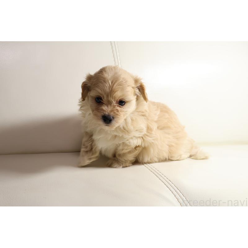 販売中の新潟県のポメプー:ポメラニアン×トイプードル-431592の11枚目