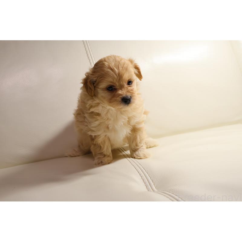 販売中の新潟県のポメプー:ポメラニアン×トイプードル-431592の10枚目