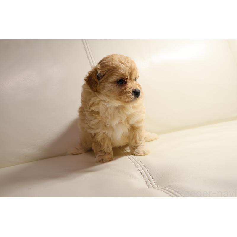 販売中の新潟県のポメプー:ポメラニアン×トイプードル-431592の9枚目