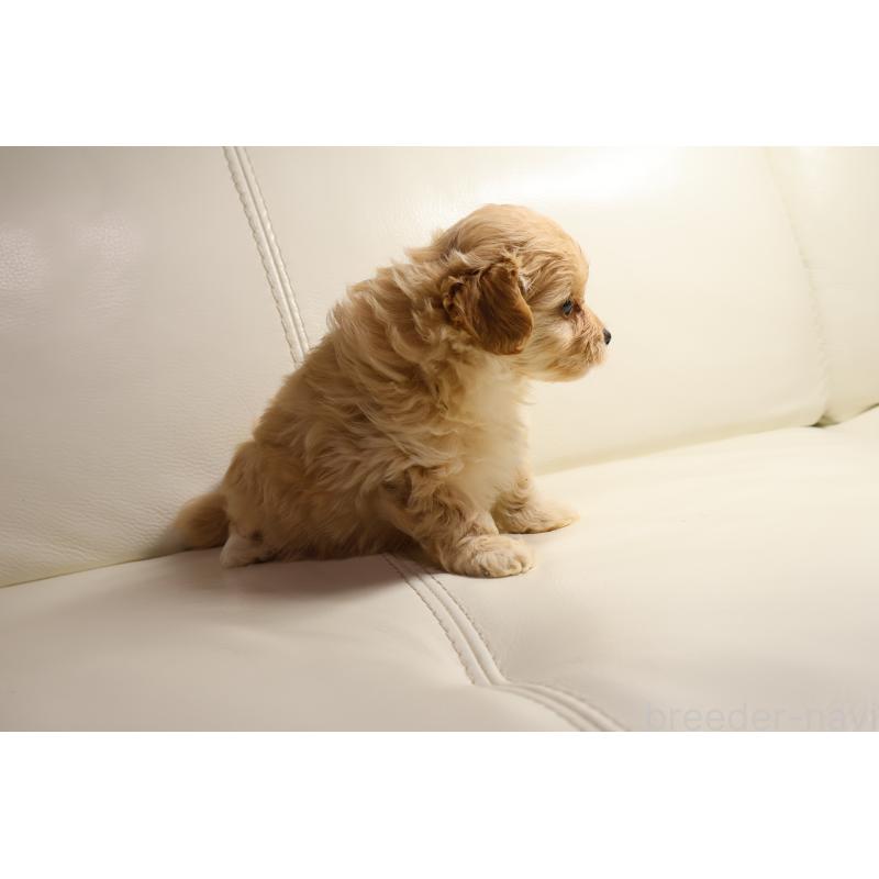 販売中の新潟県のポメプー:ポメラニアン×トイプードル-431592の8枚目