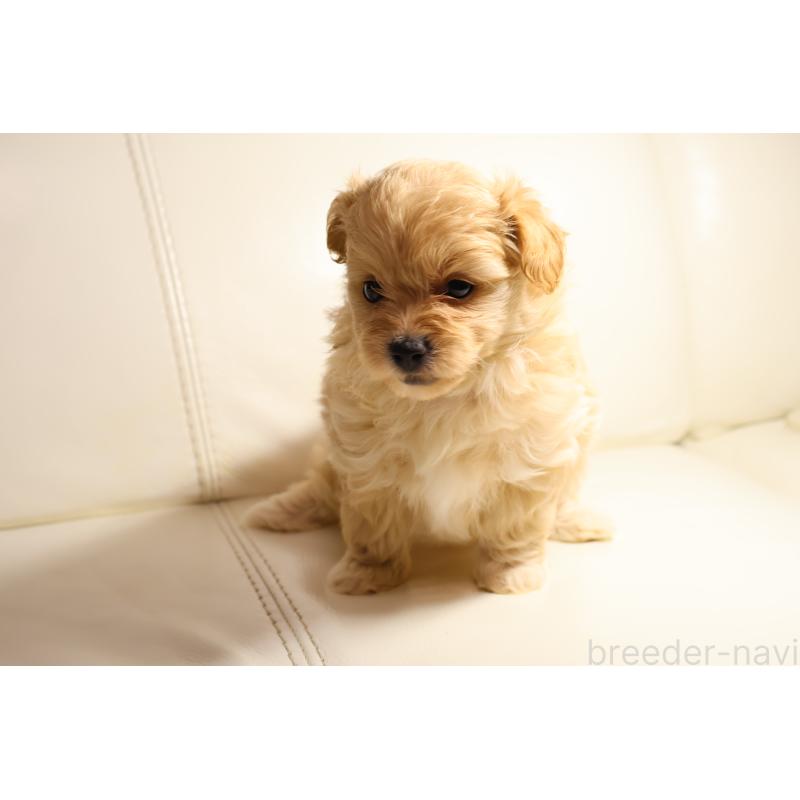 販売中の新潟県のポメプー:ポメラニアン×トイプードル-431592の7枚目