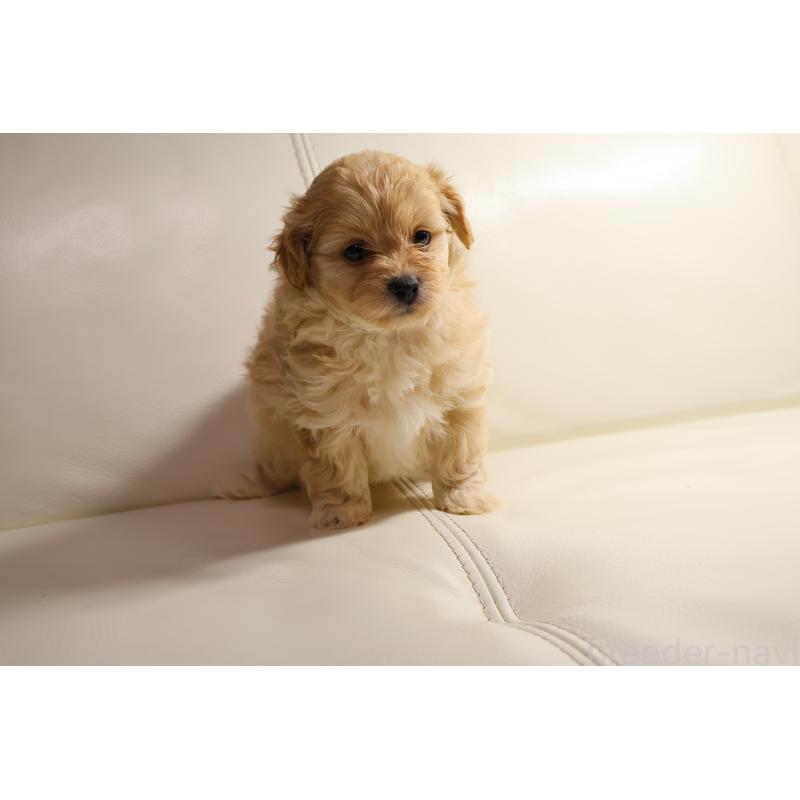 販売中の新潟県のポメプー:ポメラニアン×トイプードル-431592の6枚目