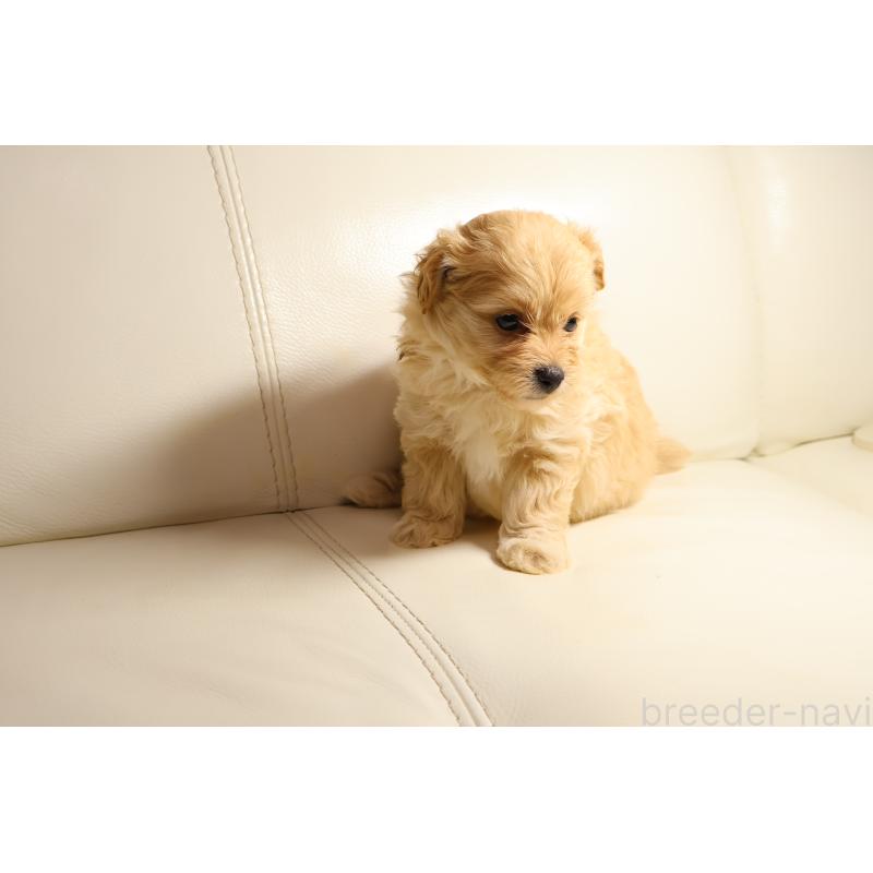 販売中の新潟県のポメプー:ポメラニアン×トイプードル-431592の5枚目