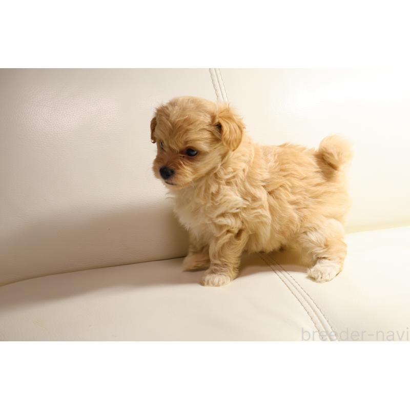 販売中の新潟県のポメプー:ポメラニアン×トイプードル-431592の4枚目