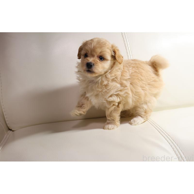 販売中の新潟県のポメプー:ポメラニアン×トイプードル-431592の3枚目