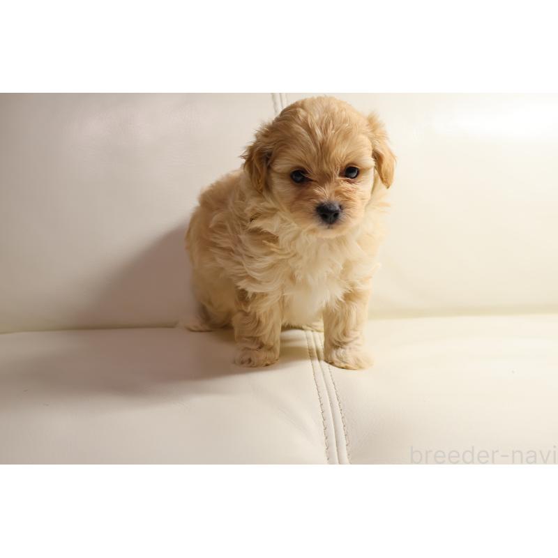 販売中の新潟県のポメプー:ポメラニアン×トイプードル-431592の2枚目