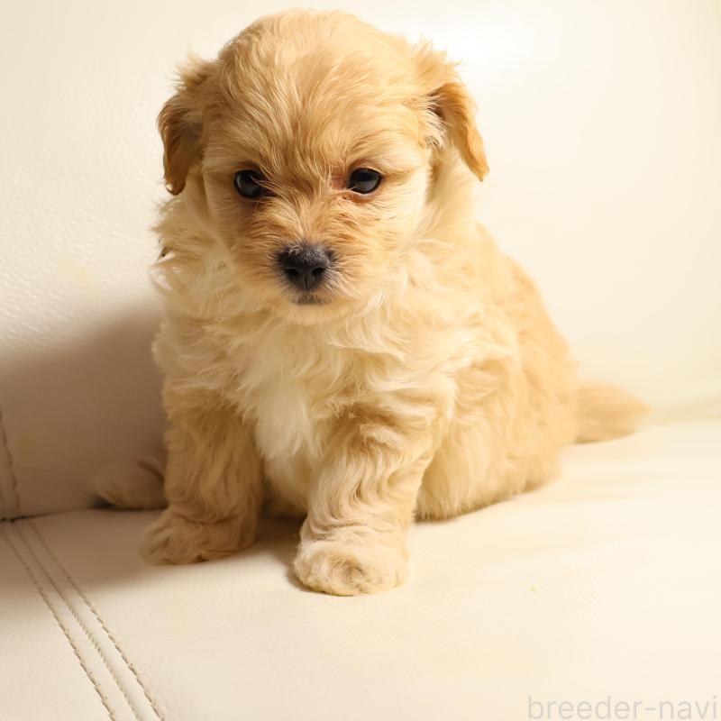 販売中の新潟県のポメプー:ポメラニアン×トイプードル-431592