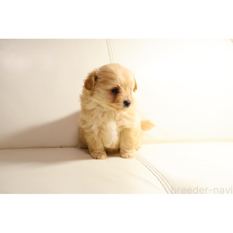 販売中の新潟県のポメプー:ポメラニアン×トイプードル-431593の8枚目