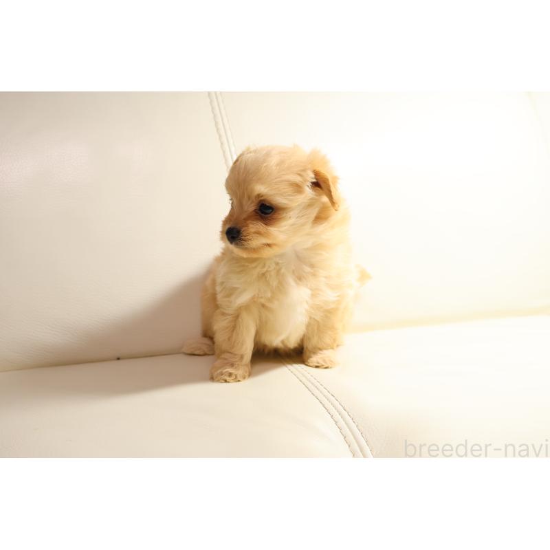 販売中の新潟県のポメプー:ポメラニアン×トイプードル-431593の7枚目