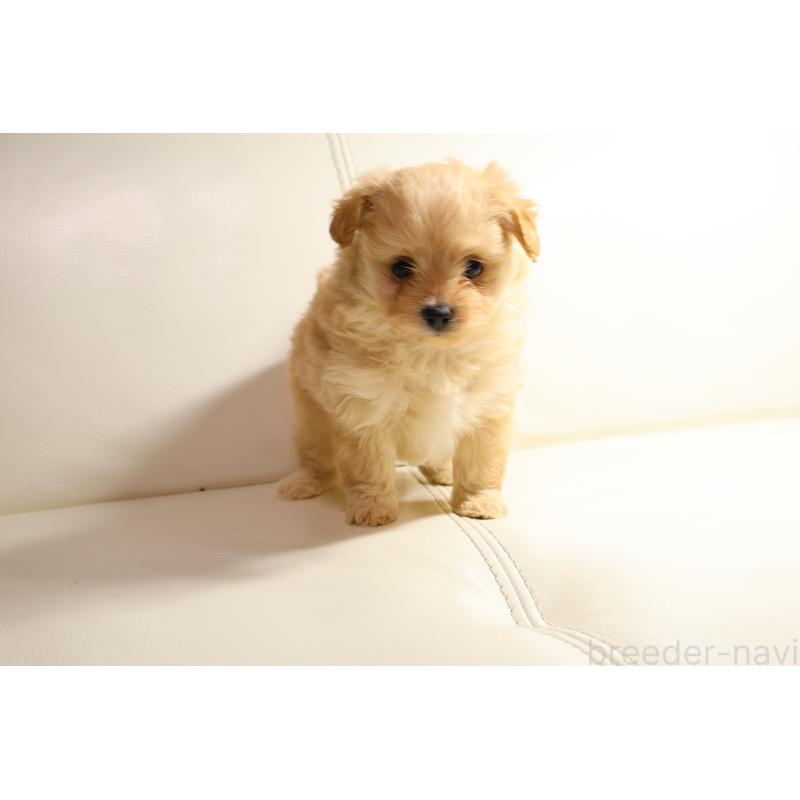 販売中の新潟県のポメプー:ポメラニアン×トイプードル-431593の6枚目