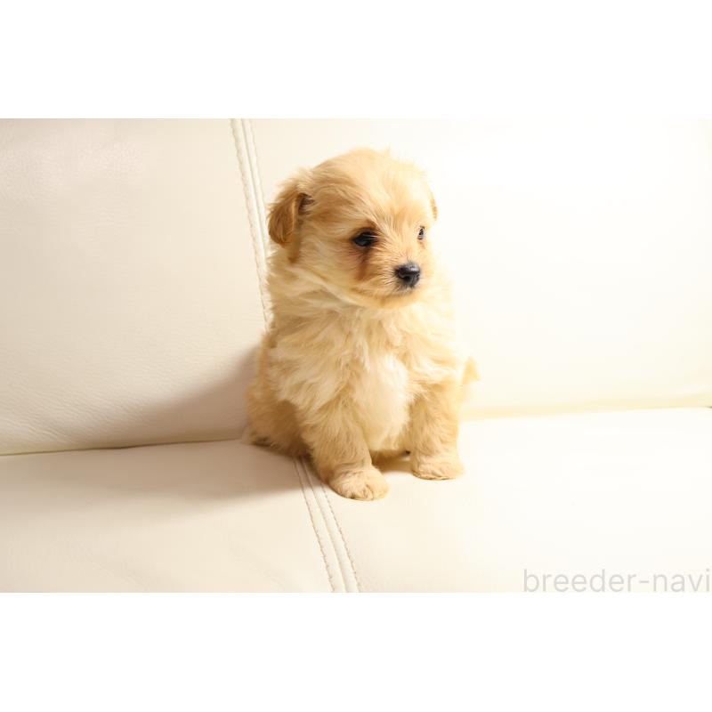 販売中の新潟県のポメプー:ポメラニアン×トイプードル-431593の5枚目