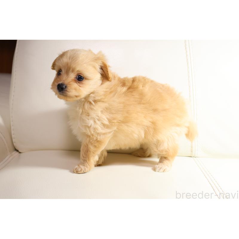 販売中の新潟県のポメプー:ポメラニアン×トイプードル-431593の4枚目