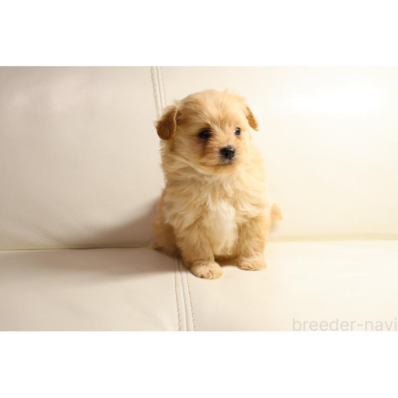 販売中の新潟県のポメプー:ポメラニアン×トイプードル-431593の3枚目