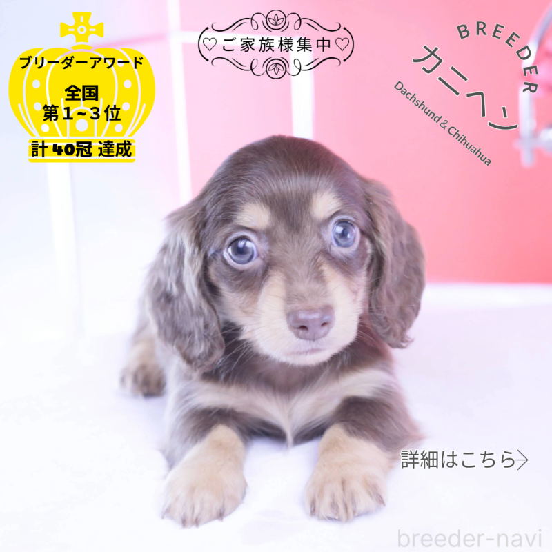 販売中ののカニンヘンダックスフンド(ロングヘアード)-428205