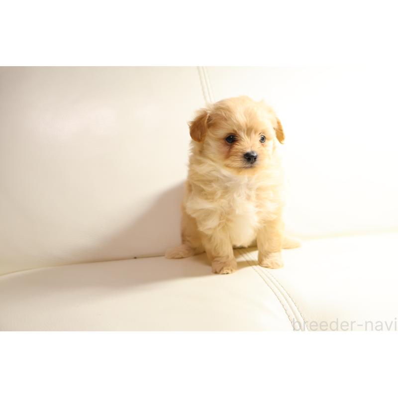 販売中の新潟県のポメプー:ポメラニアン×トイプードル-431593の2枚目