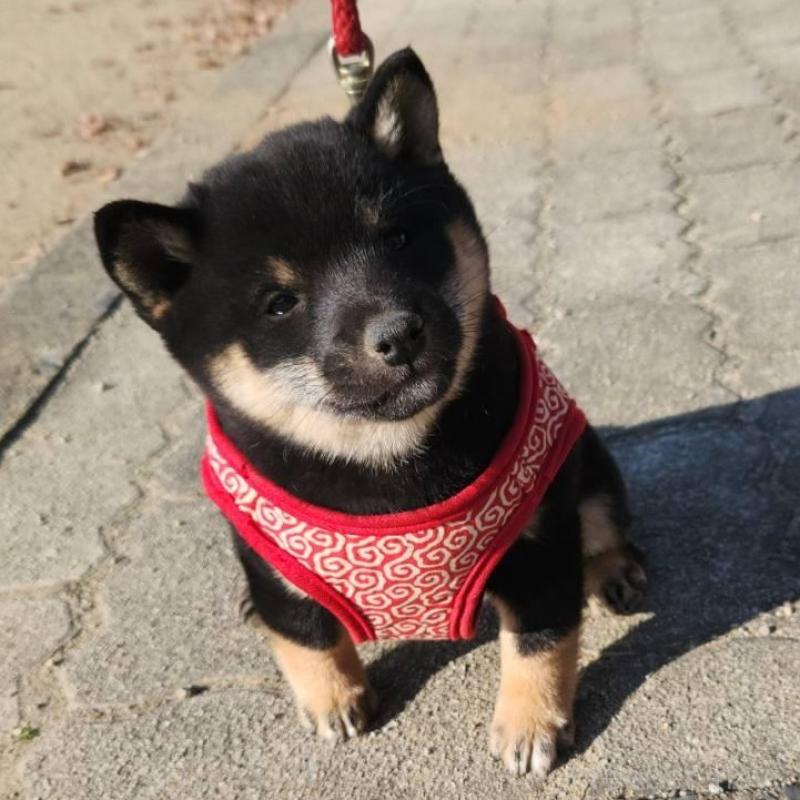 販売中の福岡県の豆柴-431594