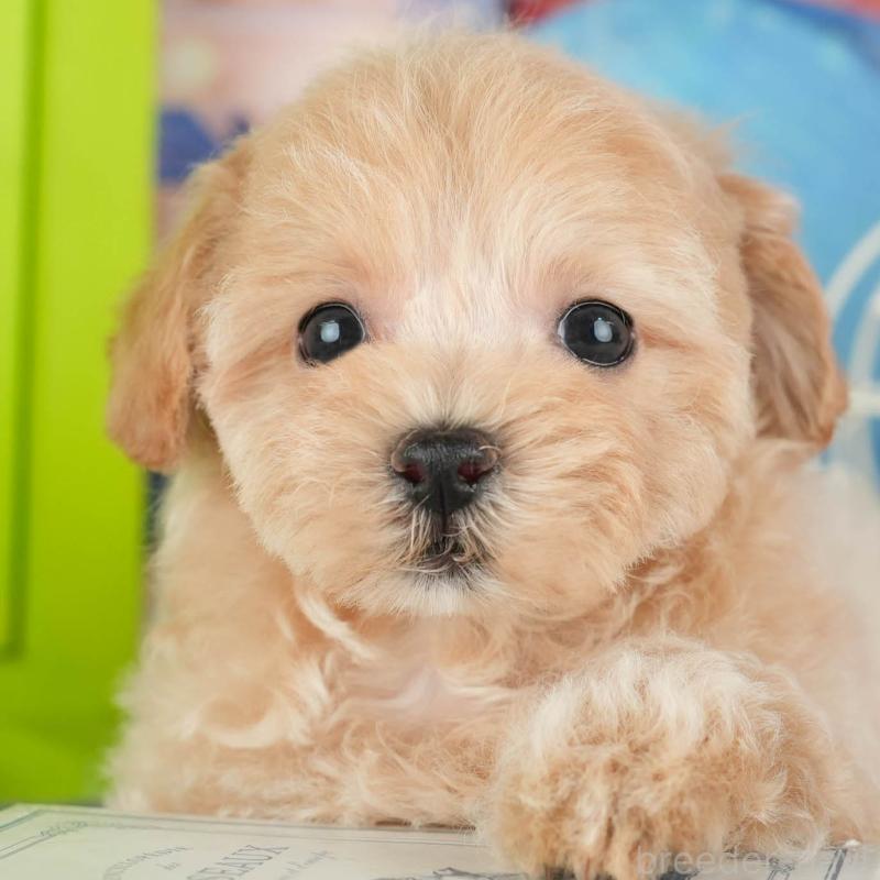 販売中の茨城県のミックス犬-431597の8枚目