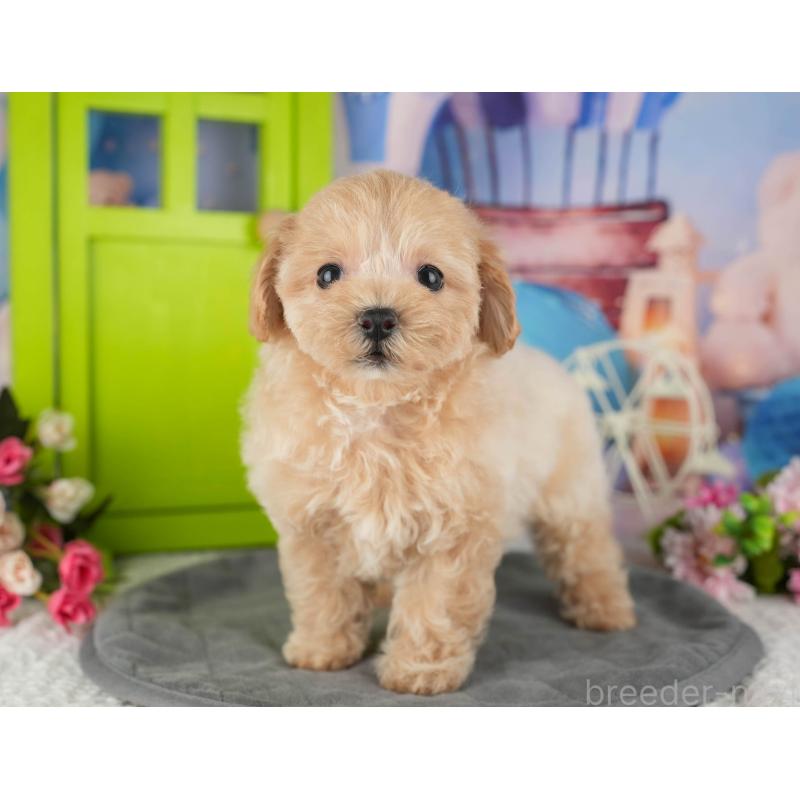 販売中の茨城県のミックス犬-431597の7枚目