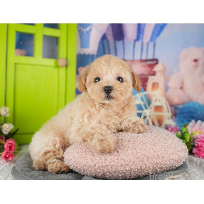 販売中の茨城県のミックス犬-431597の6枚目