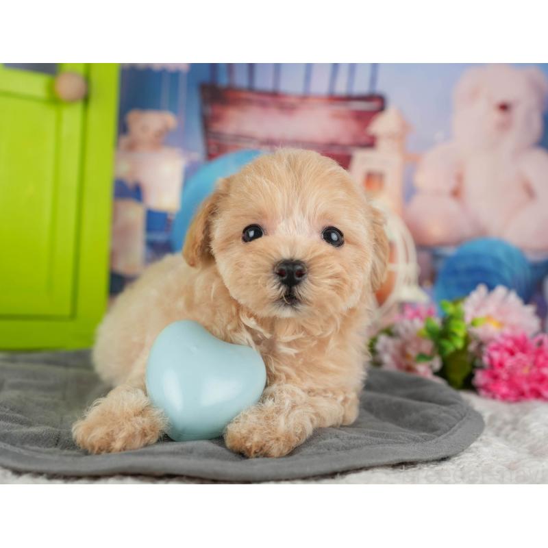 販売中の茨城県のミックス犬-431597の5枚目