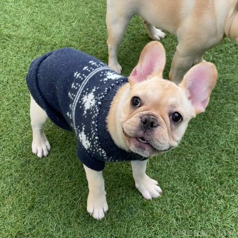 成約済の山口県のフレンチブルドッグ-411494の1枚目