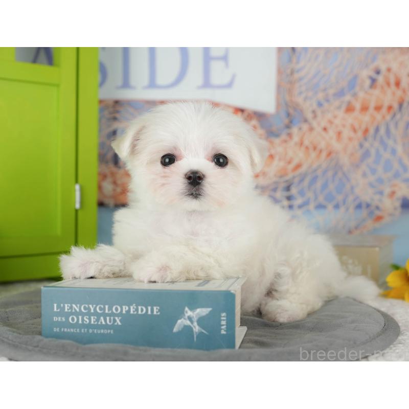 販売中の千葉県のマルチーズ-431600の9枚目