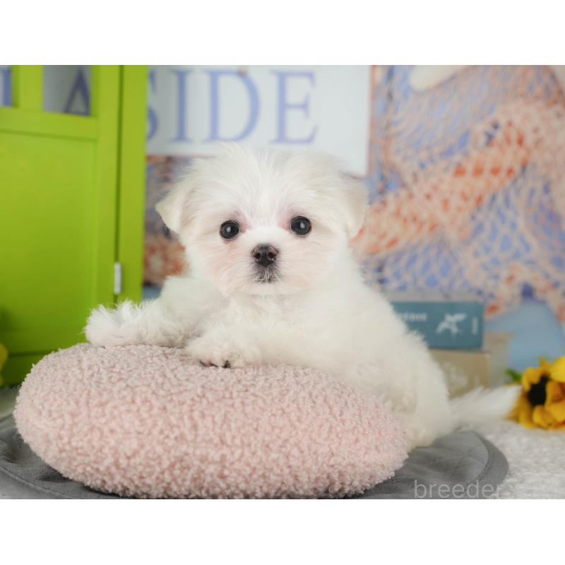 販売中の千葉県のマルチーズ-431600の8枚目