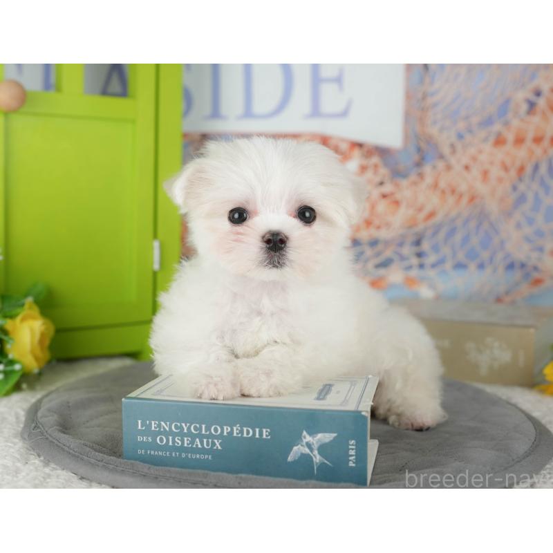 販売中の千葉県のマルチーズ-431600の7枚目