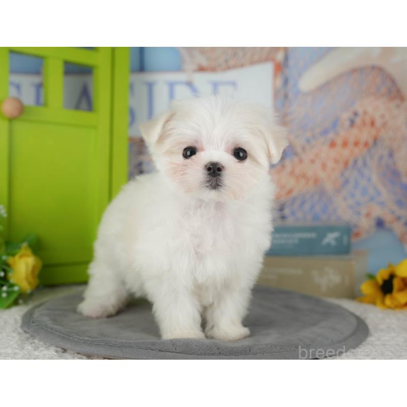 販売中の千葉県のマルチーズ-431600の6枚目