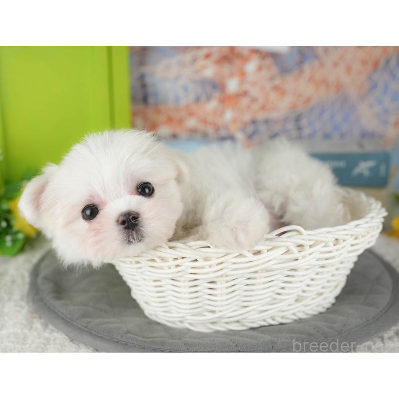 販売中の千葉県のマルチーズ-431600の5枚目