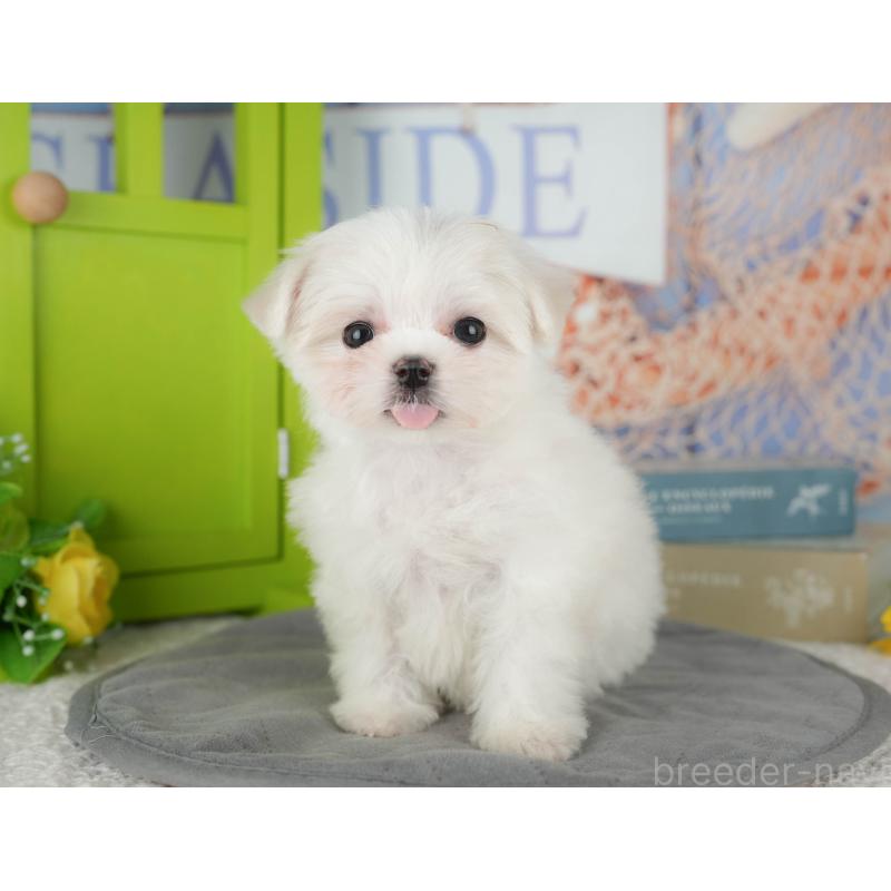 販売中の千葉県のマルチーズ-431600の4枚目