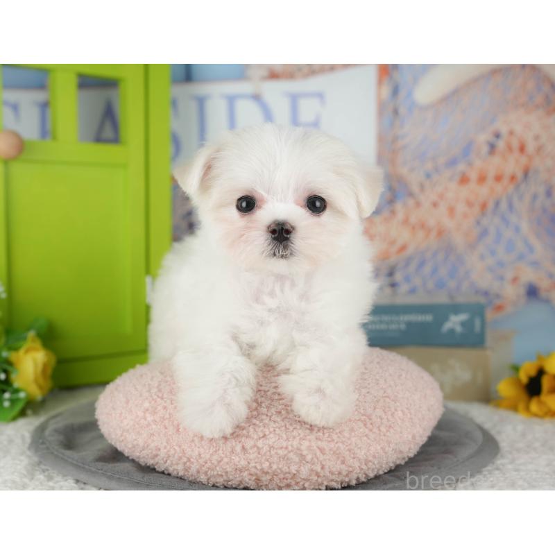 販売中の千葉県のマルチーズ-431600の3枚目