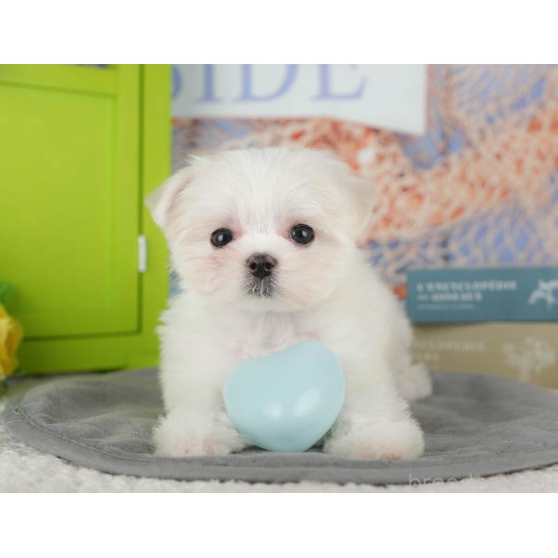 販売中の千葉県のマルチーズ-431600の2枚目