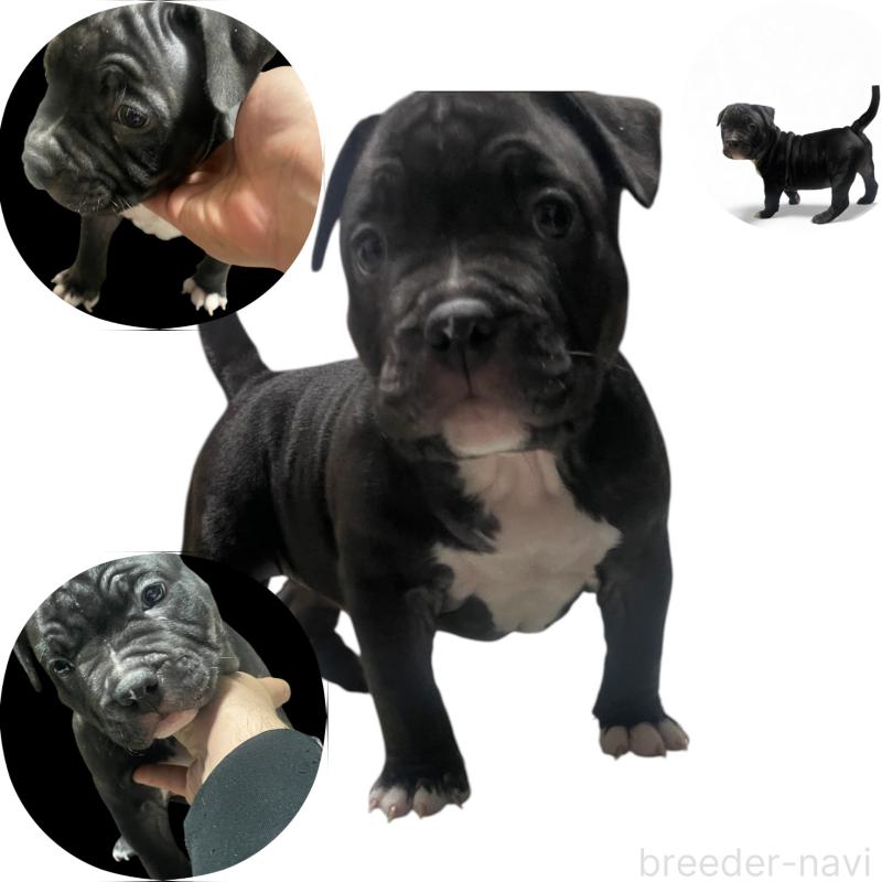 販売中の香川県のアメリカンブリー-423591