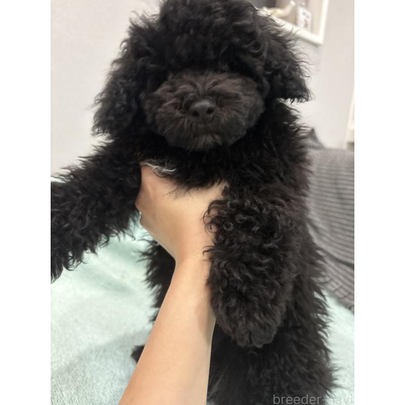 販売中の神奈川県のトイプードル-429709の4枚目