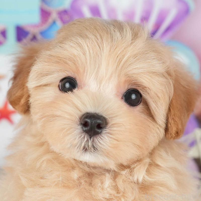 販売中の茨城県のミックス犬-431603