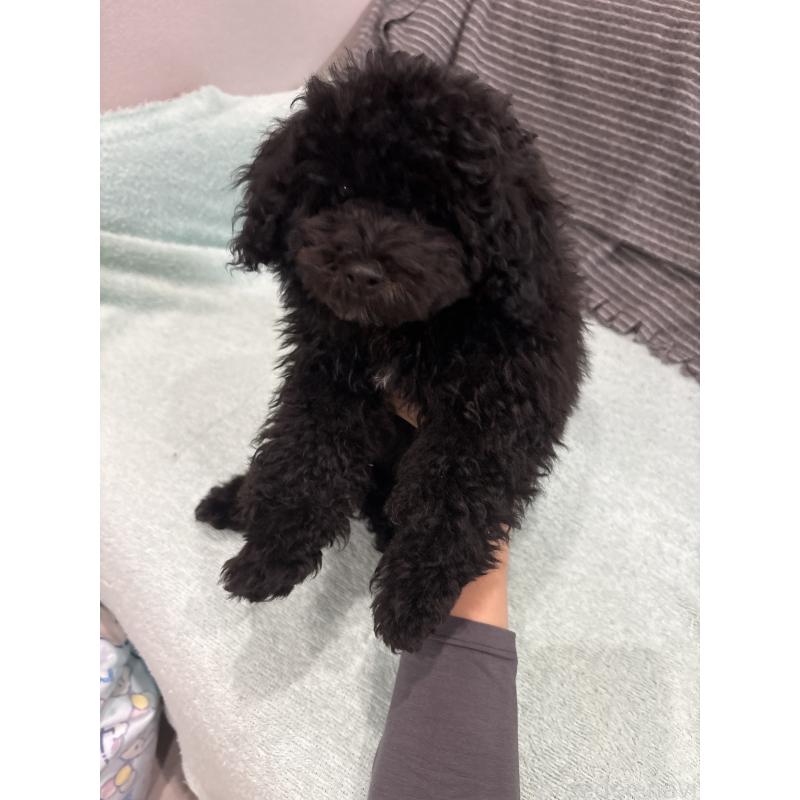 販売中の神奈川県のトイプードル-429709の3枚目