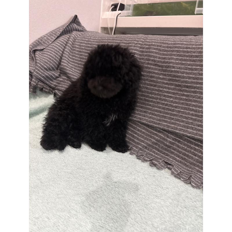 販売中の神奈川県のトイプードル-429709の2枚目