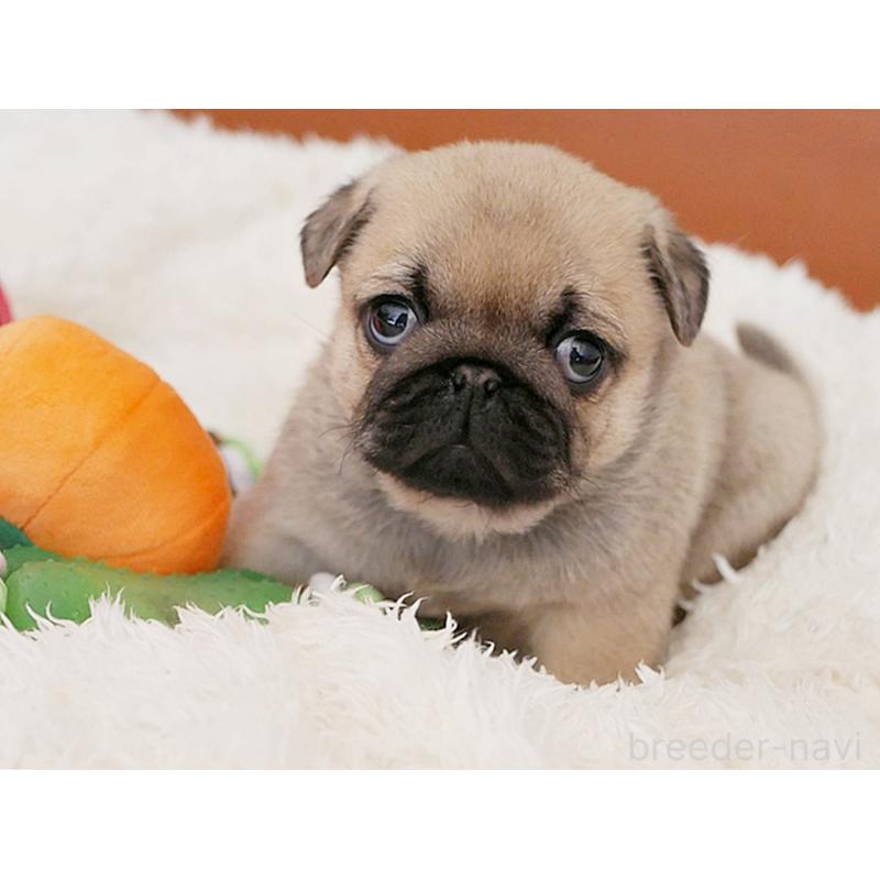 販売中の鹿児島県のパグ-423895の5枚目