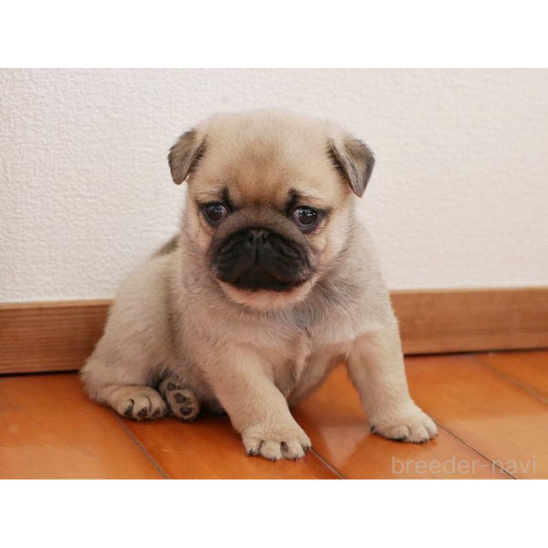 販売中の鹿児島県のパグ-423895の4枚目